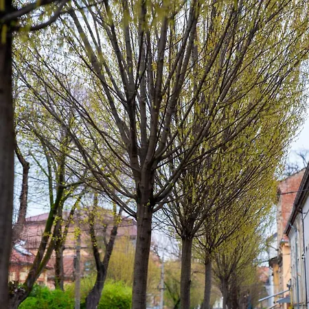 Διαμέρισμα Joy Madgearu 2